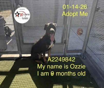 A young large-sized male Labrador Retriever dog named Ozzie for adoption in Los Angeles, CA