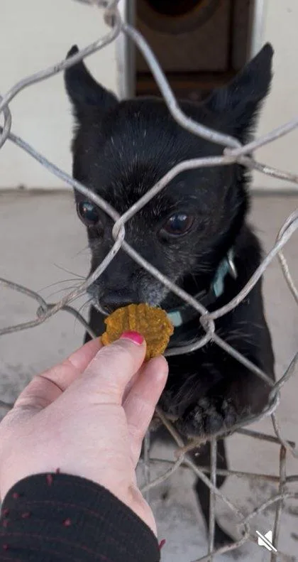 Harlequin thumbnail 4