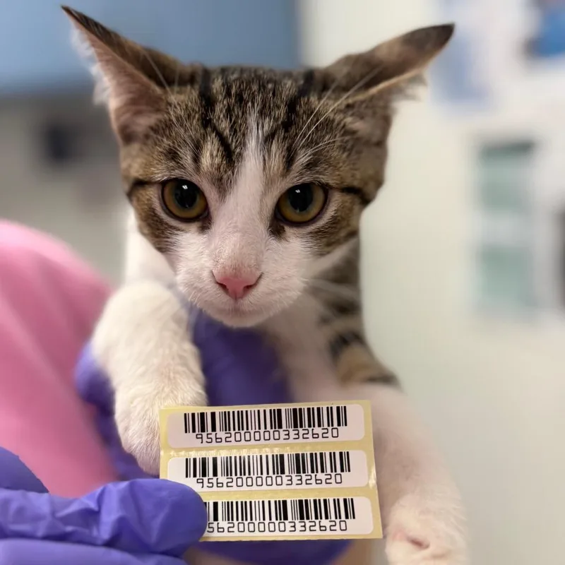 A baby small-sized male White Domestic Medium Hair cat named Bristle for adoption in Charleston, WV