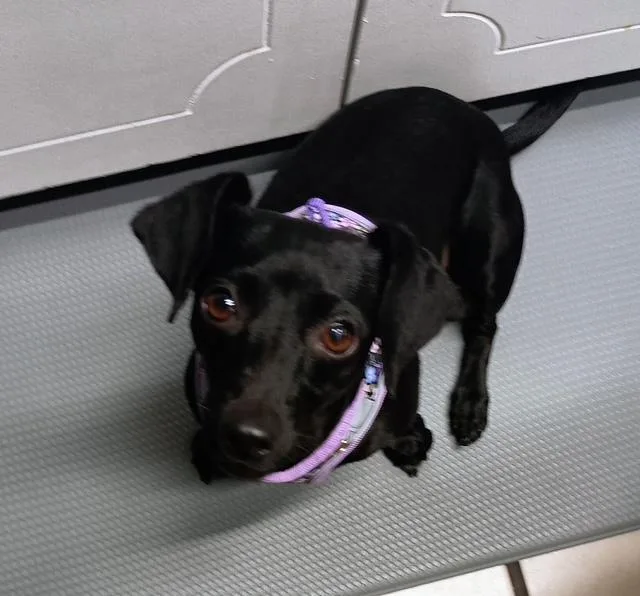An adult small-sized female Black Chiweenie dog named Sweet Pea for adoption in Temple, TX