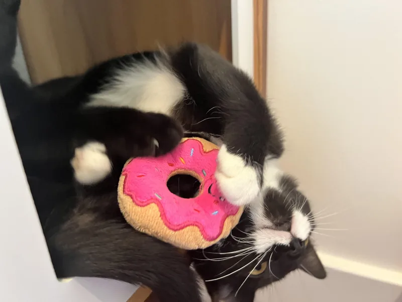 A young medium-sized male Black & White / Tuxedo Domestic Short Hair cat named Gomez for adoption in Columbia, MO