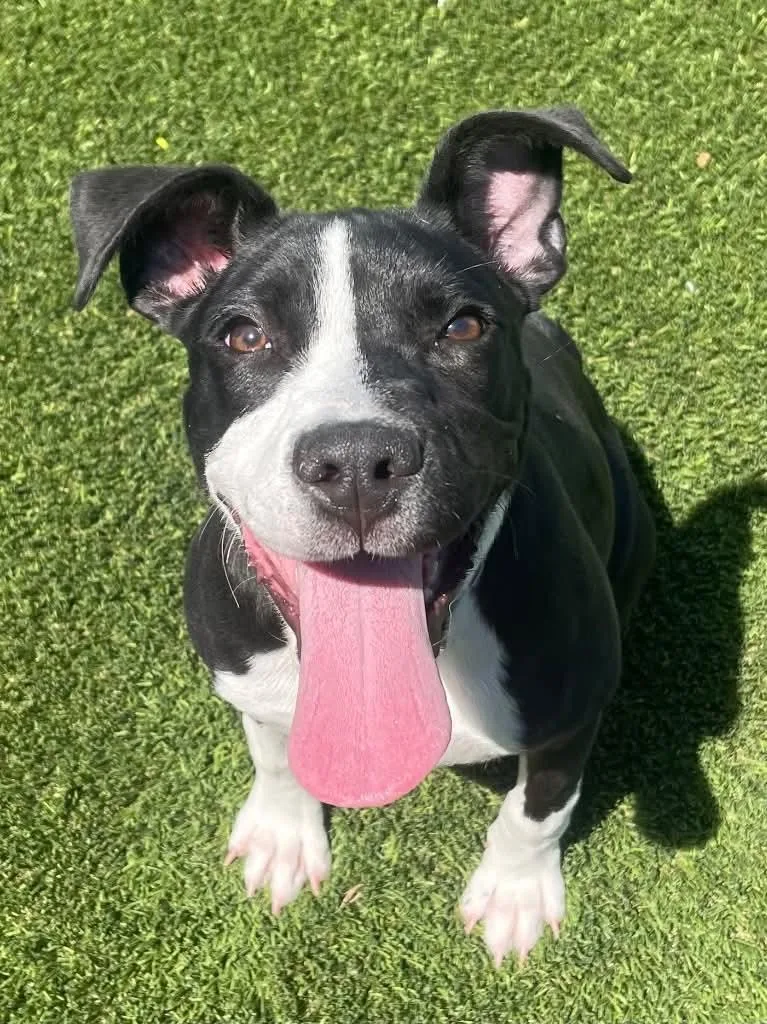 A young medium-sized female Black Pit Bull Terrier dog named March for adoption in Frankfort, KY