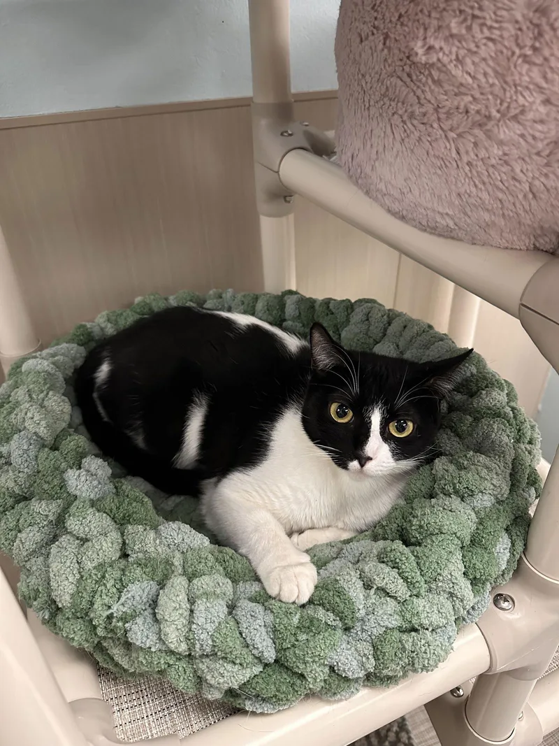 An adult medium-sized female Black & White / Tuxedo Domestic Short Hair cat named Oreo for adoption in West Hills, CA