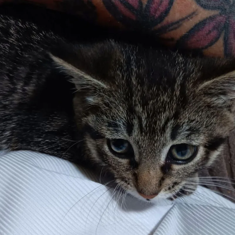 A baby small-sized male Tabby (Brown / Chocolate) Domestic Short Hair cat named Phil for adoption in Kentwood, MI
