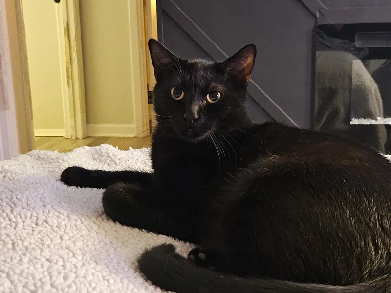 A baby medium-sized male Black Domestic Short Hair cat named Bono for adoption in Beltsville, MD