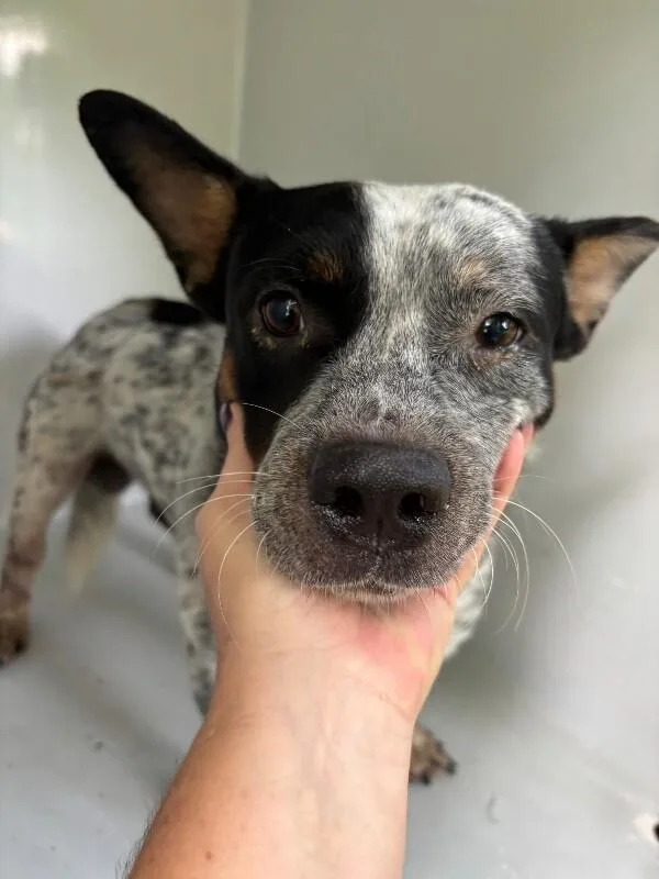 An adult medium-sized male White / Cream Mixed Breed dog named Pepi for adoption in Mobile, AL