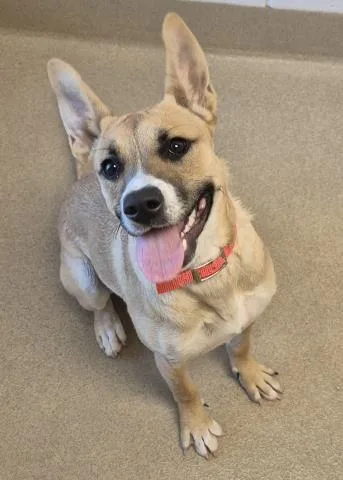 A young small-sized female German Shepherd Dog dog named Fajita for adoption in Decatur, IL
