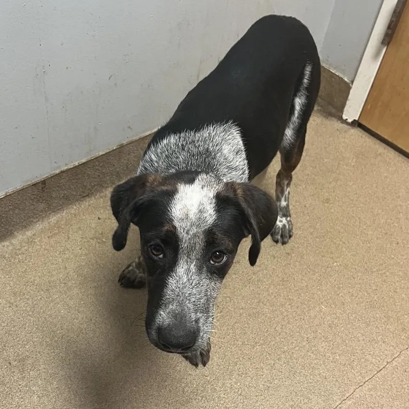A young medium-sized male Black Mixed Breed dog named Luther for adoption in Chattanooga, TN