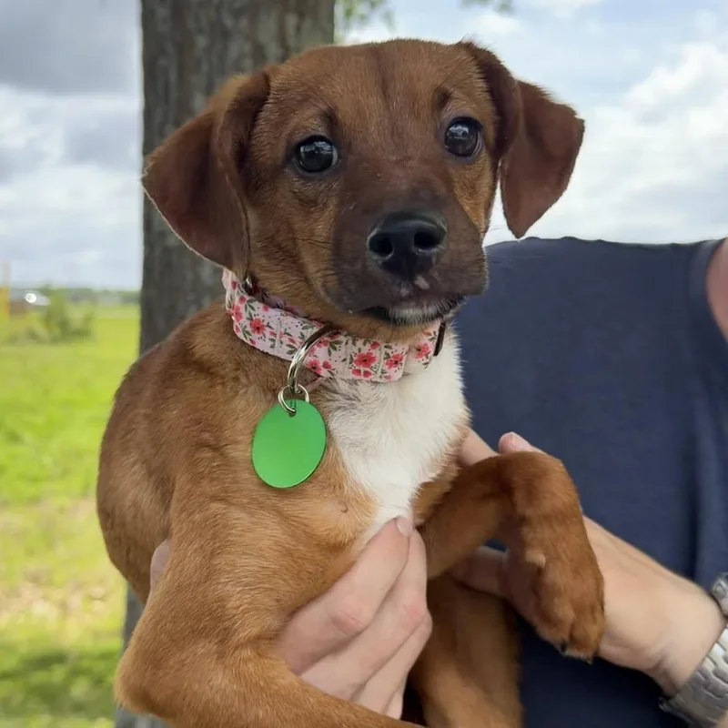 A young small-sized female Golden Chihuahua dog named Reese for adoption in New Orleans, LA