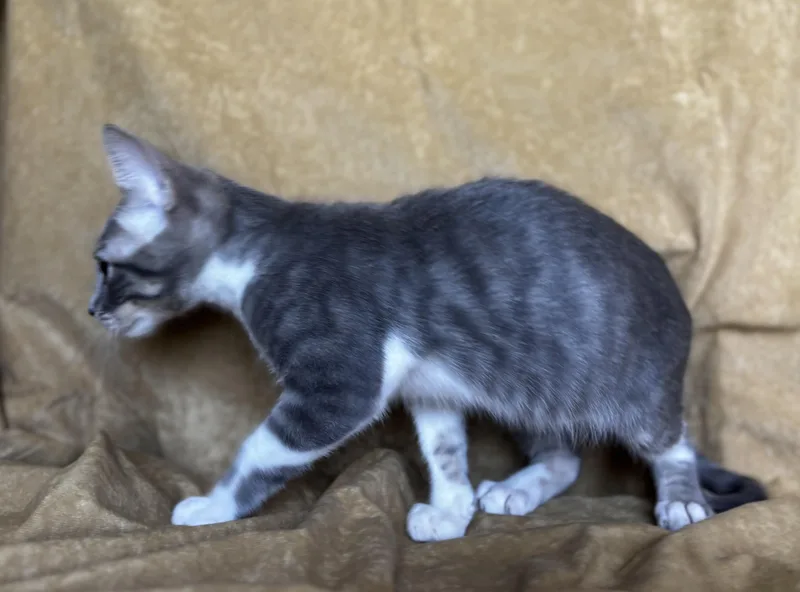 A baby medium-sized male Gray & White Domestic Short Hair cat named Edgar for adoption in Liverpool, TX