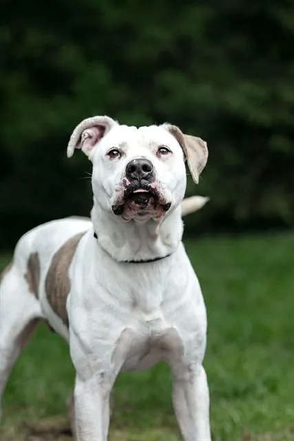 An adult medium-sized male American Bulldog dog named Zeke for adoption in Belleville, IL