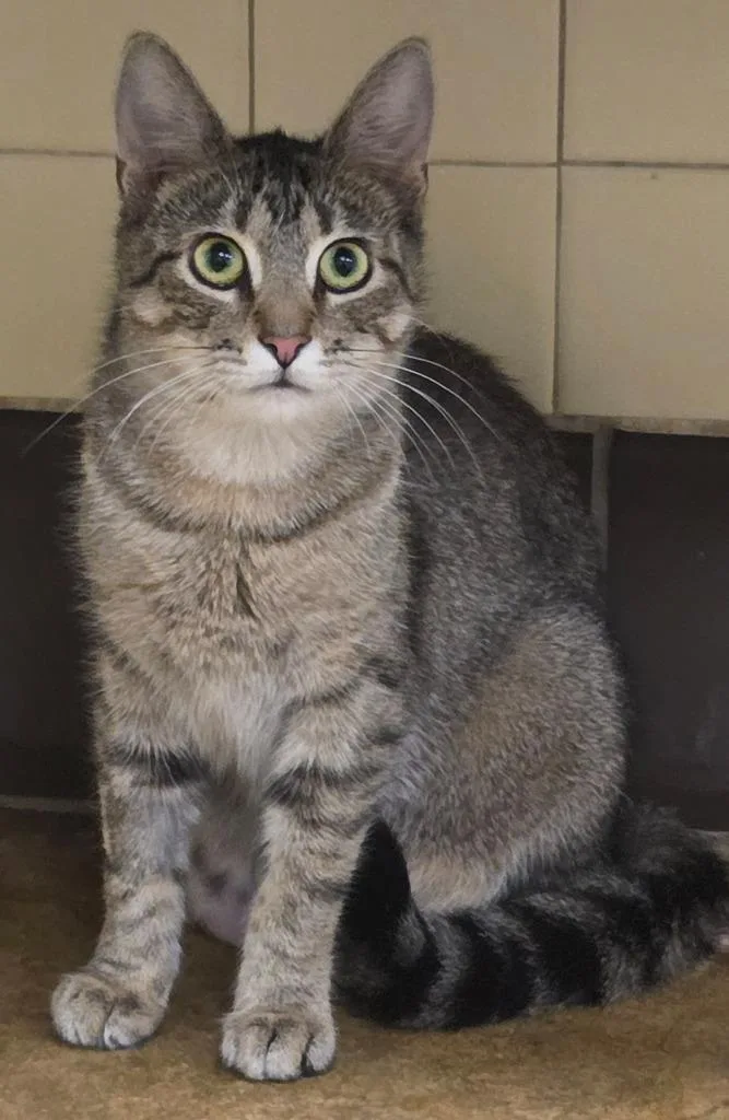 A young medium-sized female Domestic Short Hair cat named Lucy for adoption in Olean, NY