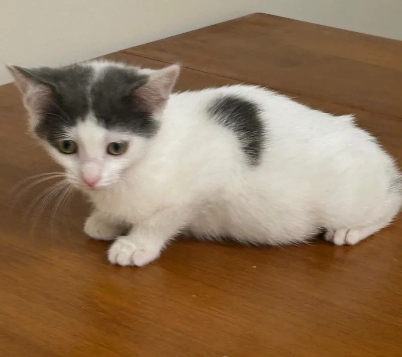 A baby medium-sized male Gray & White Domestic Short Hair cat named Opossum for adoption in Independence, OH
