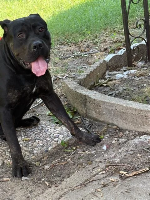 A young large-sized male Mixed Breed dog named Black Daddy for adoption in Dallas, TX