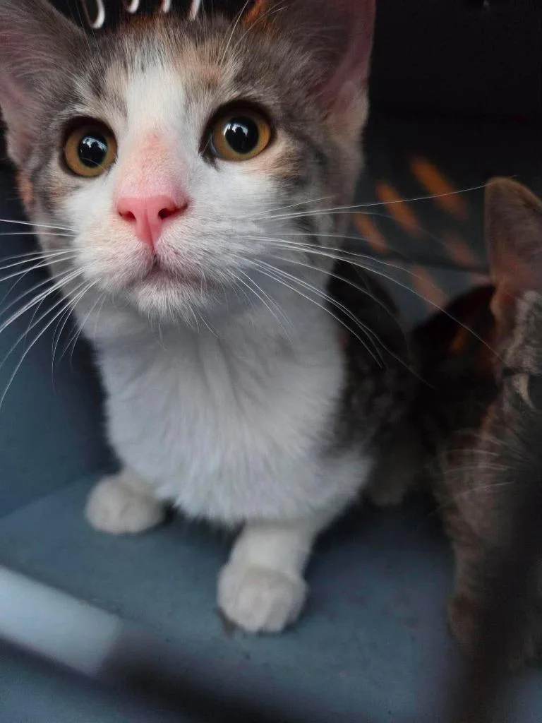 A baby medium-sized female Domestic Short Hair cat named Prada for adoption in Cloquet, MN
