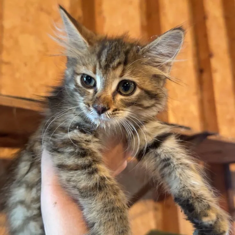 A baby small-sized female Torbie Domestic Medium Hair cat named Sky for adoption in Rochester, MN