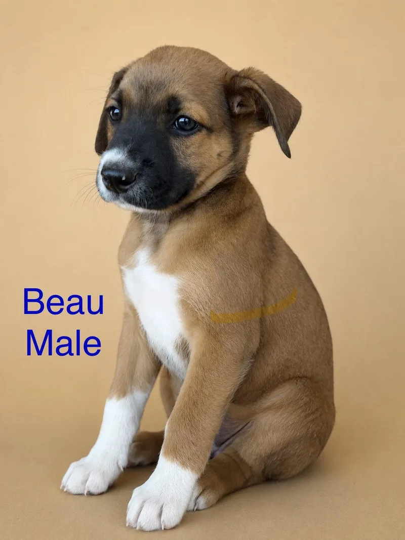 A young medium-sized male Mixed Breed dog named Beau for adoption in Union Beach, NJ