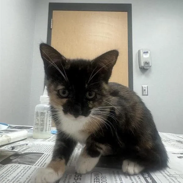 A baby small-sized female Tortoiseshell Domestic Medium Hair cat named Mimi for adoption in Jacksonville, FL