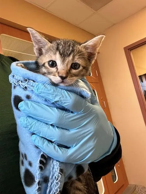 A baby small-sized female Domestic Short Hair cat named Ruby for adoption in Blythe, CA