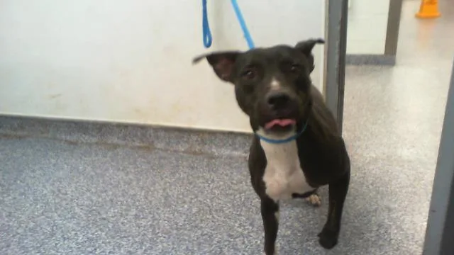 An adult medium-sized female Pit Bull Terrier dog named Freya for adoption in Charlotte, NC