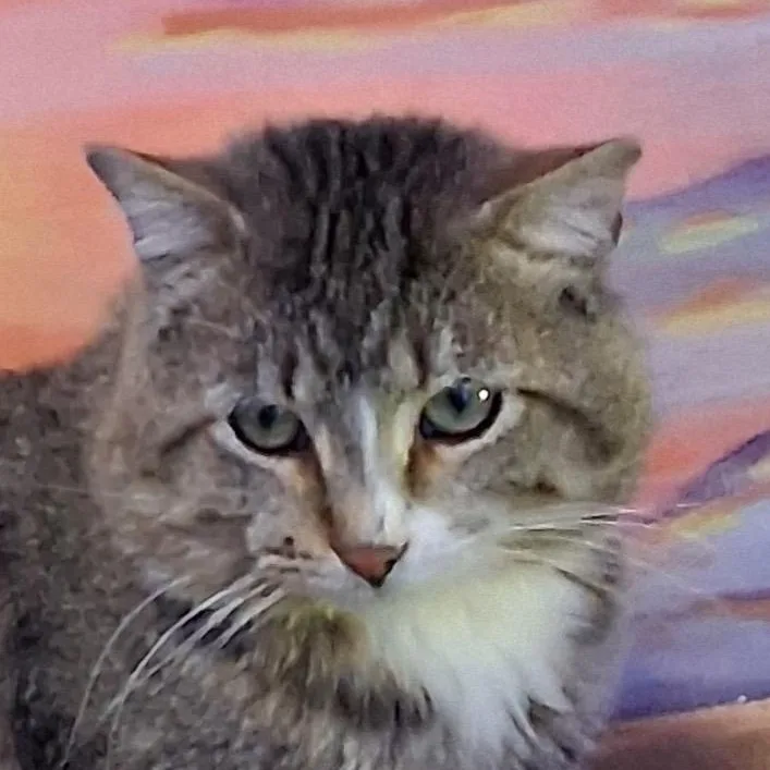 An adult large-sized male Brown / Chocolate Domestic Short Hair cat named Frank for adoption in Grand Rapids, MN