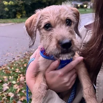 A baby large-sized male Yellow / Tan / Blond / Fawn Standard Poodle dog named Milo for adoption in Dayton, OH