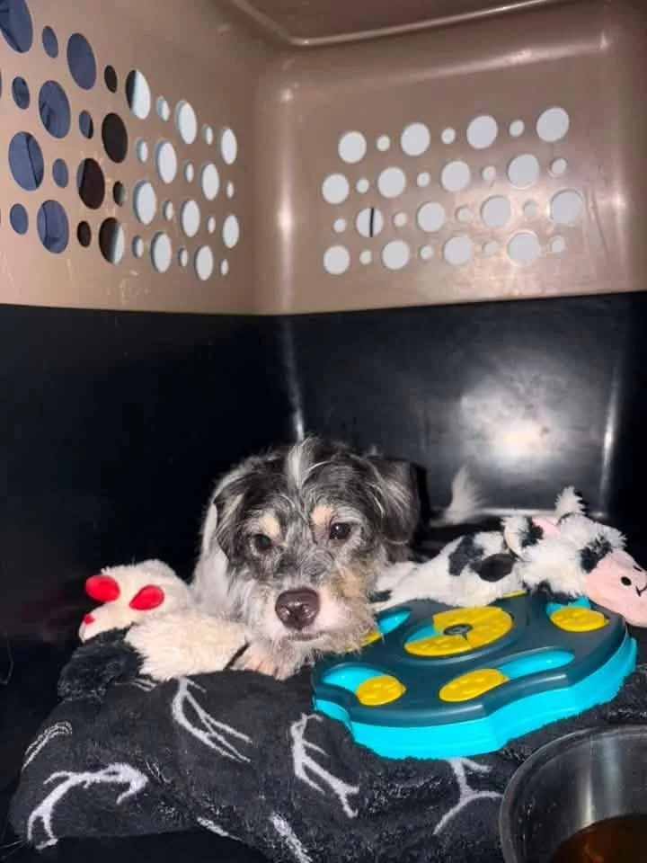 A young small-sized male Gray / Blue / Silver Terrier dog named Rufus for adoption in Manhattan, KS
