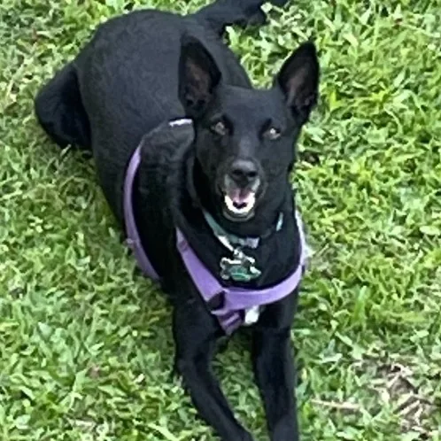 An adult medium-sized male Black German Shepherd Dog dog named Wepa "excited For You!" for adoption in New York, NY