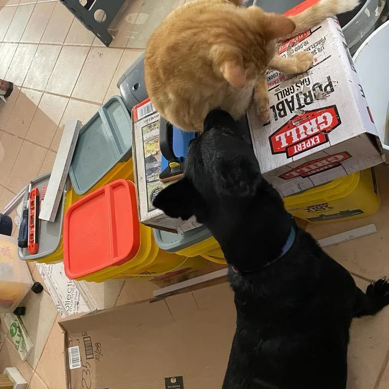 Wepa "excited For You!" thumbnail 3