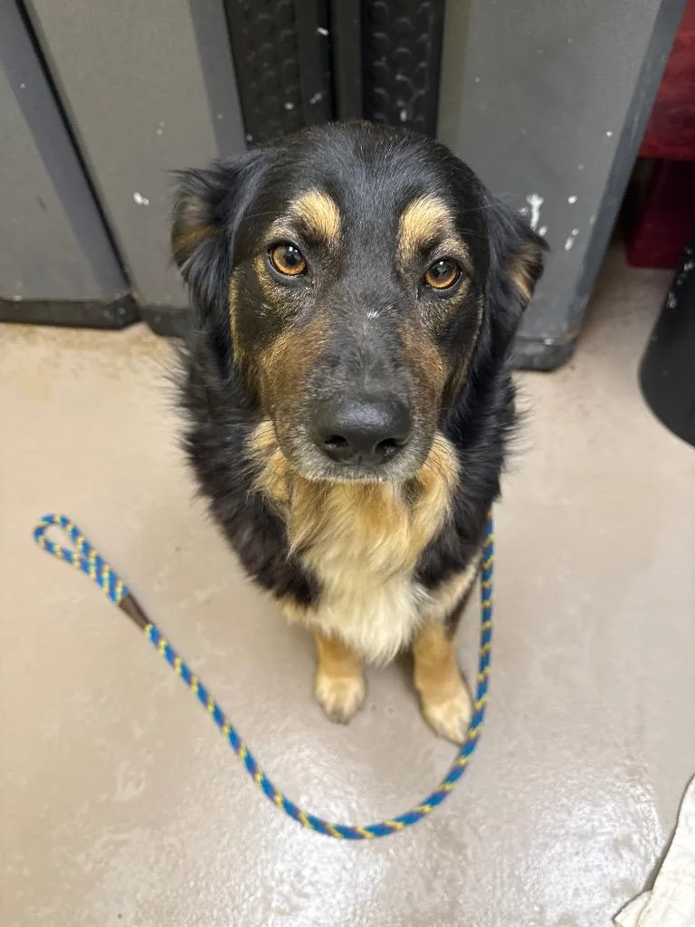 A young medium-sized male Australian Shepherd dog named Clyde for adoption in Crossville, TN