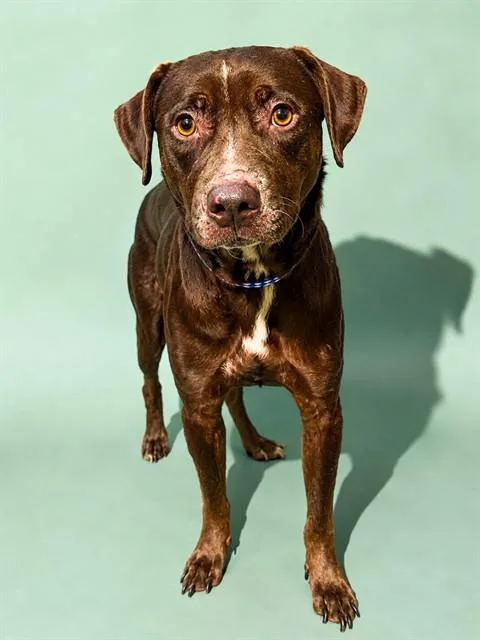 A young medium-sized female Mixed Breed dog named Polly Pocket for adoption in Jacksonville, FL