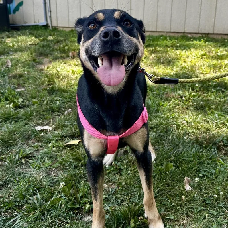 An adult medium-sized female Black Mixed Breed dog named Siri for adoption in Warrensburg, MO