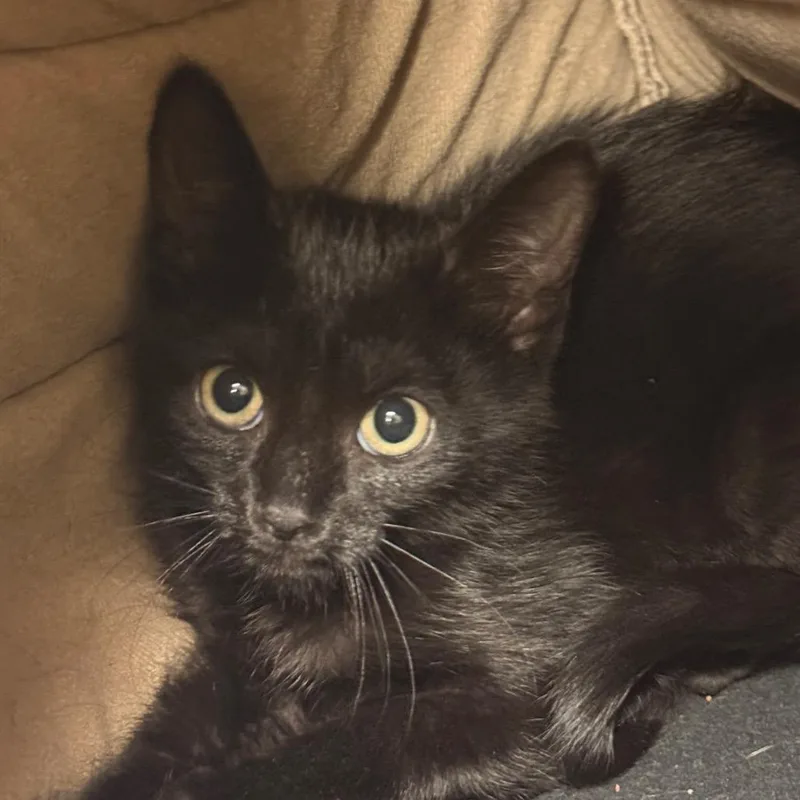 A baby small-sized female Black Domestic Short Hair cat named Popsicle for adoption in South Elgin, IL