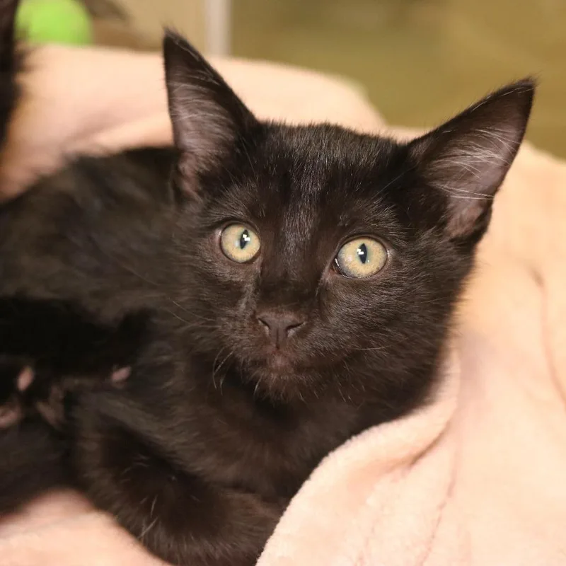 A baby small-sized female Domestic Medium Hair cat named Sprite for adoption in Rifle, CO