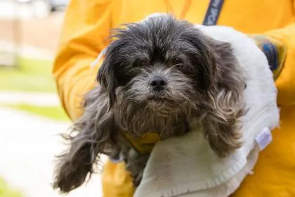 A senior small-sized female Mixed Breed dog named Scilla for adoption in West Chester, PA