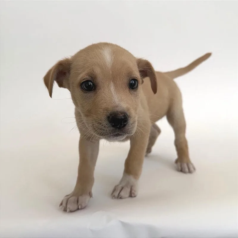 A baby small-sized female White / Cream Mixed Breed dog named Brioche for adoption in Saint Louis, MO