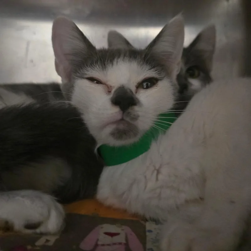 A young small-sized male White Domestic Short Hair cat named Gromit for adoption in Kennebunk, ME