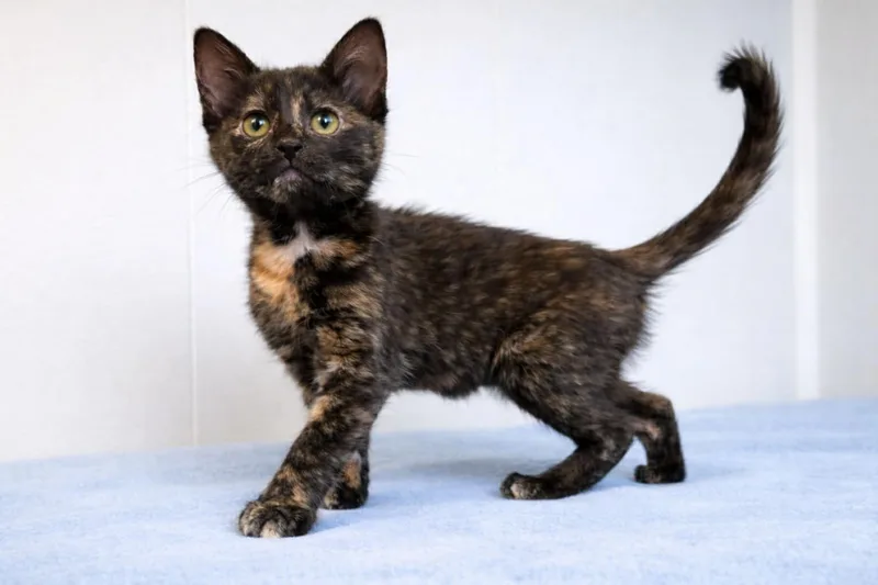 A baby medium-sized female Tortoiseshell Tortoiseshell cat named Viola for adoption in Millington, TN