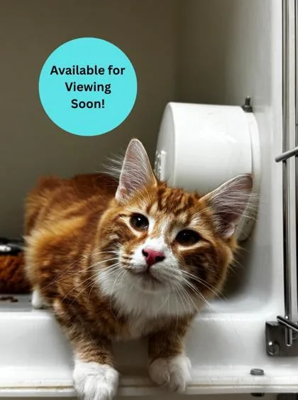 A young small-sized male Domestic Long Hair cat named Copper for adoption in Kalispell, MT