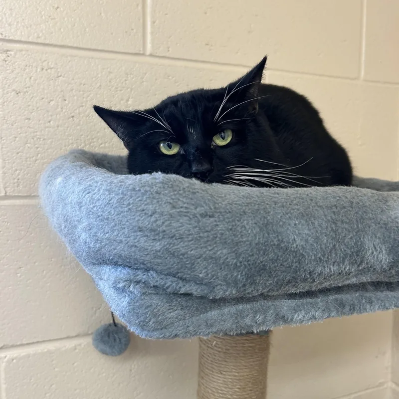 Mr. Moon thumbnail 2