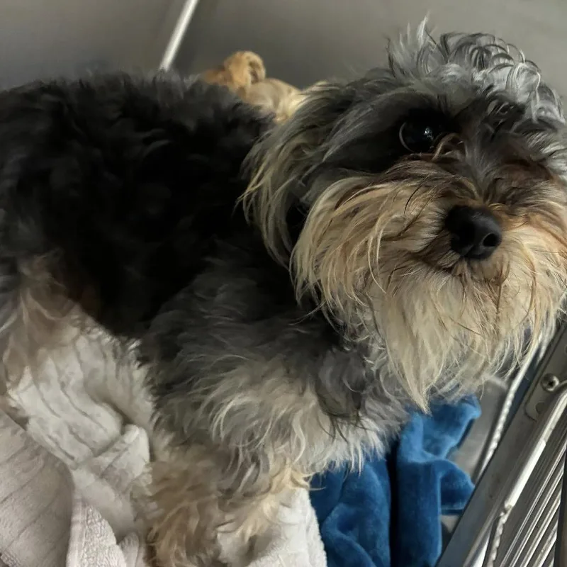 An adult small-sized male Gray / Blue / Silver Mixed Breed dog named Apollo for adoption in Quakertown, PA