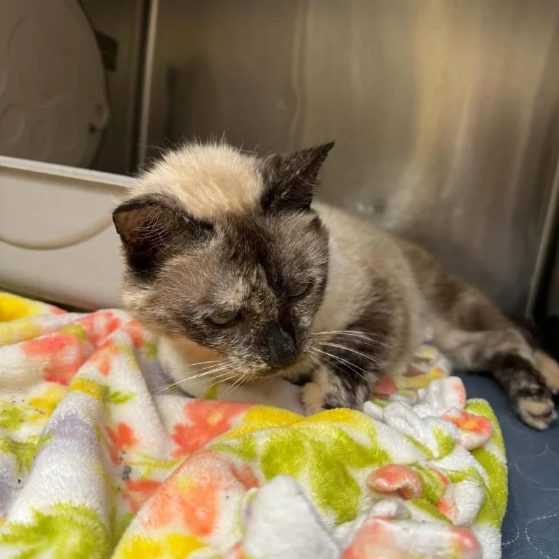 A senior medium-sized female Siamese cat named Remoulade C for adoption in Princeton, MN