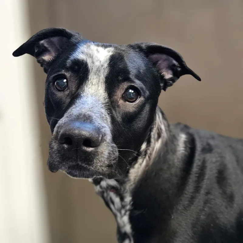A baby large-sized female Mixed Breed dog named Suki for adoption in Barron, WI