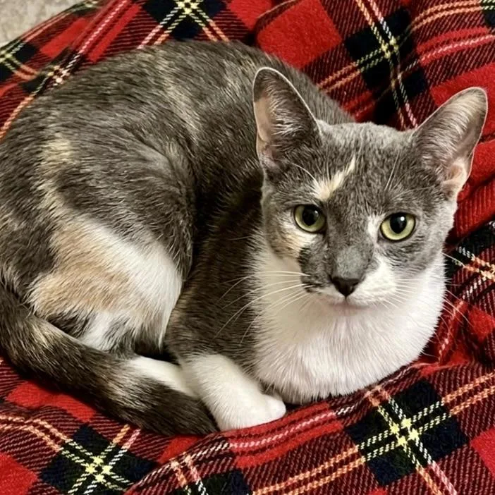 A young medium-sized female Dilute Calico Domestic Short Hair cat named Pippa for adoption in Liverpool, TX