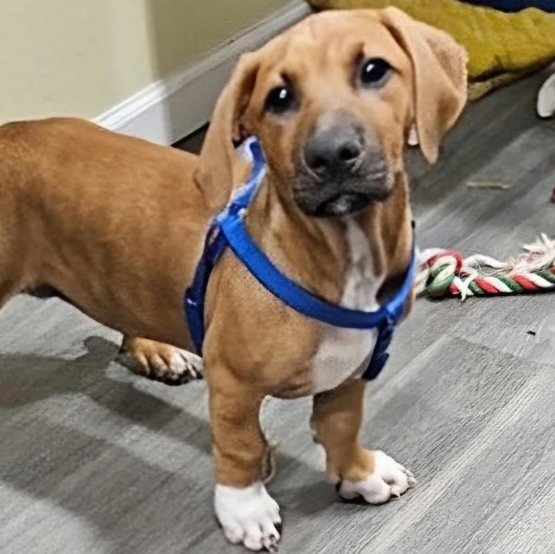 A baby medium-sized male Golden Basset Hound dog named Sox for adoption in CORPUS CHRISTI, TX