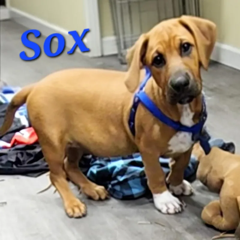 Sox thumbnail 2