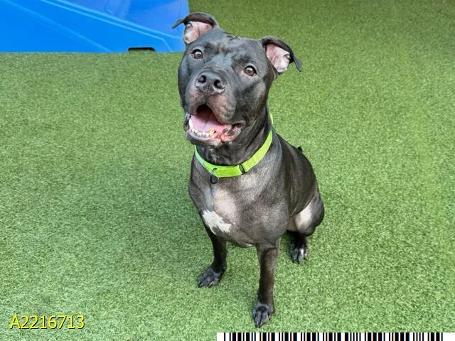 An adult large-sized male Mixed Breed dog named Bull for adoption in West Palm Beach, FL