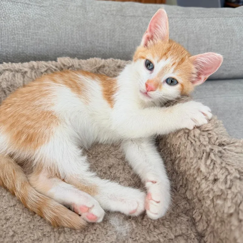 A baby small-sized male White Domestic Short Hair cat named Hudson for adoption in Jupiter, FL