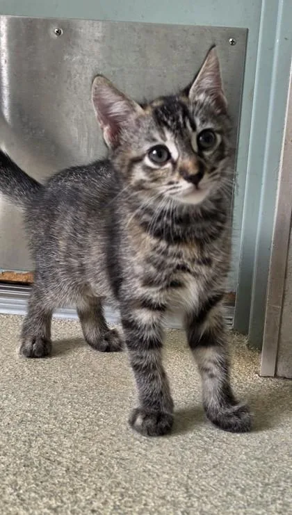 A baby small-sized female Domestic Short Hair cat named Mandy for adoption in Honolulu, HI