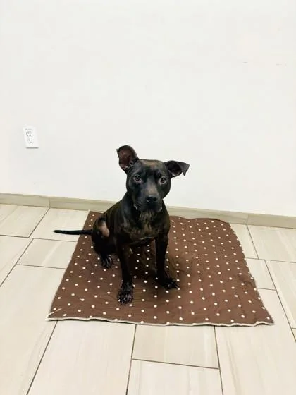 An adult large-sized male Pit Bull Terrier dog named Bailey for adoption in Daytona Beach, FL